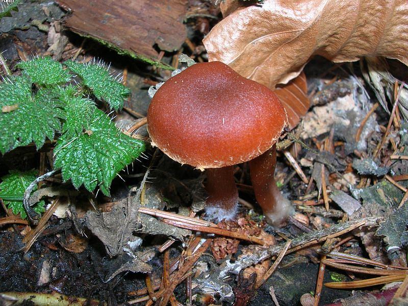 Tubaria furfuracea       (Pers.)     Gillet